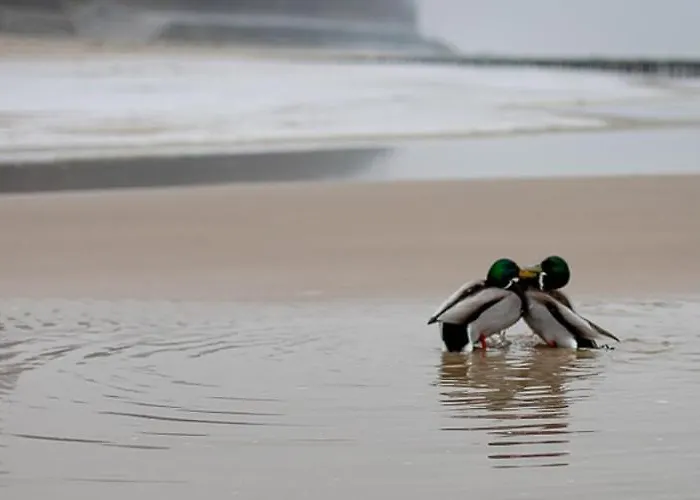 Lodge Letniskowe Blue Sky 2