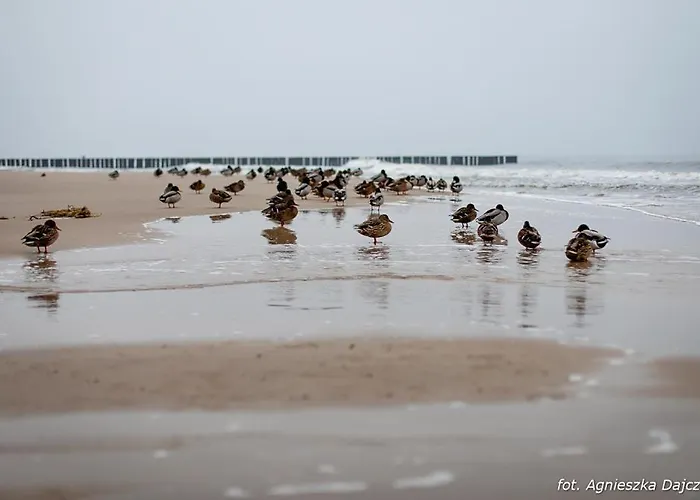 Letniskowe Blue Sky 2 * Rewal